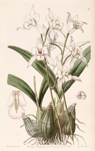 Laelia albida by Miss Drake